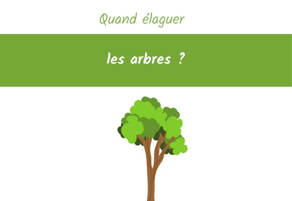 quand élaguer les arbres ?