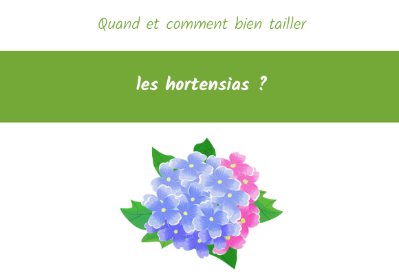 Quand et comment bien tailler les hortensias