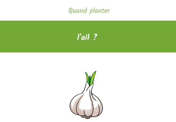 quand planter ail