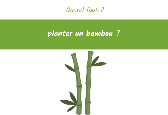 quand faut il planter un bambou 