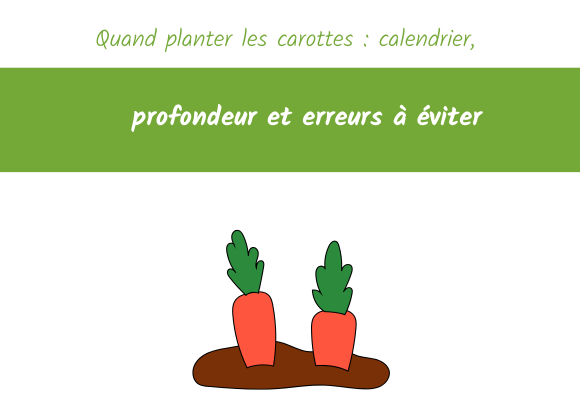 Quand planter les carottes