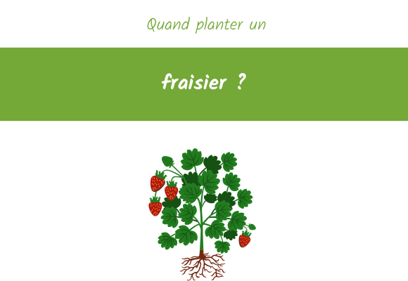 quand planter un fraisier