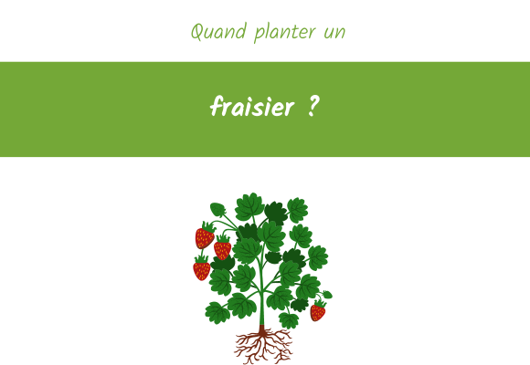 Quand planter un fraisier ? : Respectez cette priode ! - Royaume des  Jardins