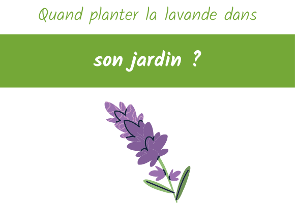 quand planter la lavande dans son jardin