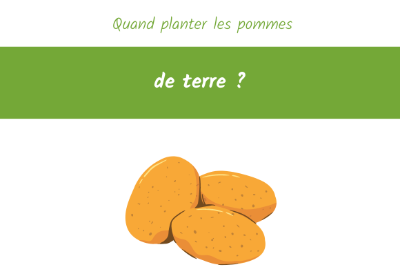 quand planter les pommes de terre