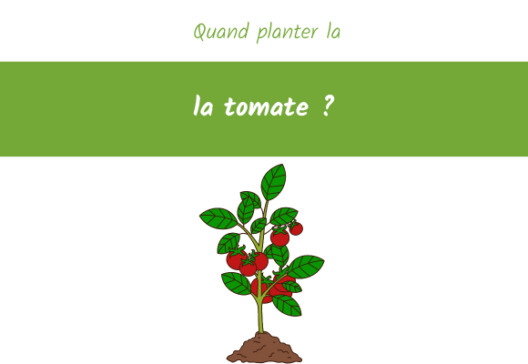 quand planter tomate