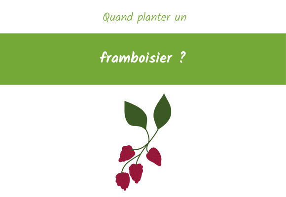 quand planter un framboisier