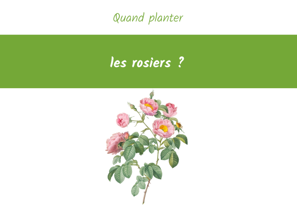 quand planter un rosier