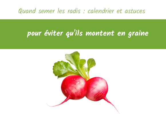 Quand semer les radis calendrier et astuces pour éviter qu'ils montent en graine