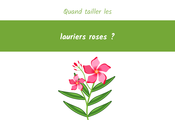 quand tailler laurier rose