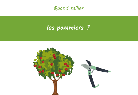 quand-tailler-les-pommiers