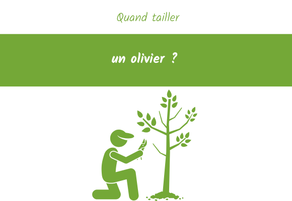 quand tailler olivier