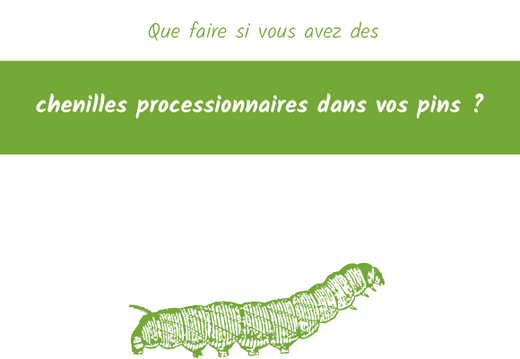 que faire chenille processionnaire dans pins