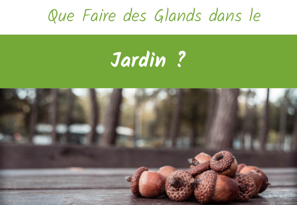 Que Faire des Glands dans le Jardin ?