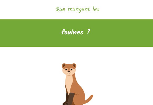 Que mangent les fouines