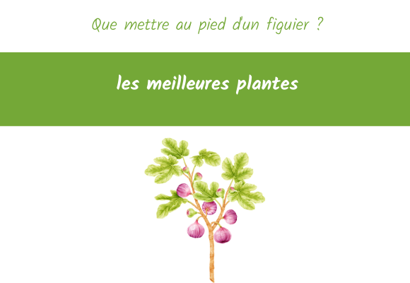 que mettre au pied d'un figuier