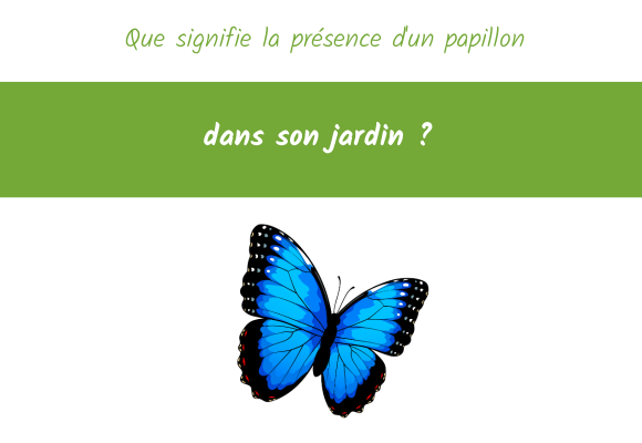Que signifie la présence d'un papillon dans son jardin