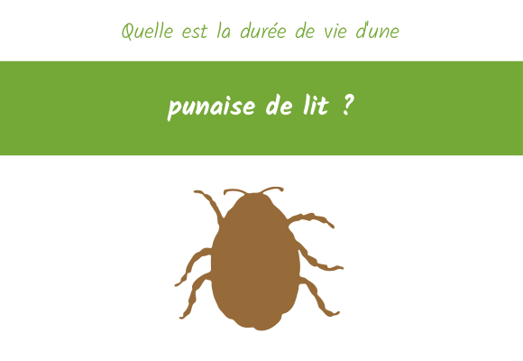 quelle est la duree de vie punaise de lit