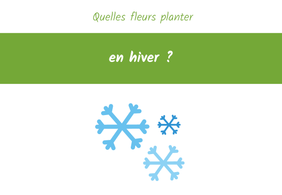 quelles fleurs planter en hiver 