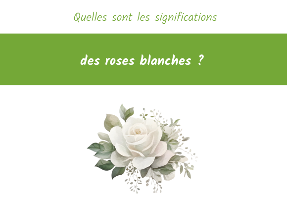 quelles-significations-des-roses-blanches