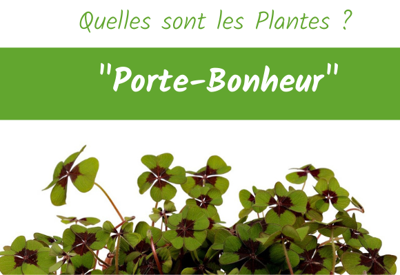 quelles sont les plantes porte bonheur