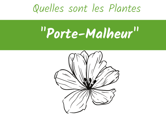 quelles sont les plantes porte malheur