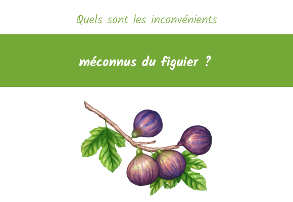 quels inconvénients figuier