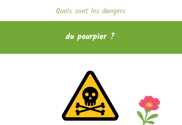 quels sont les dangers du pourpier