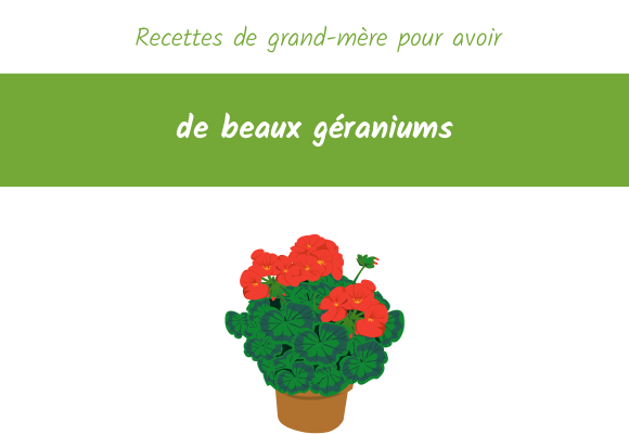 recette-grand-mere-beaux-geranium