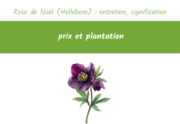 Rose de Noël