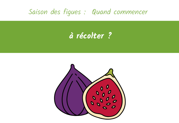 Saison des figues Quand commencer à récolter