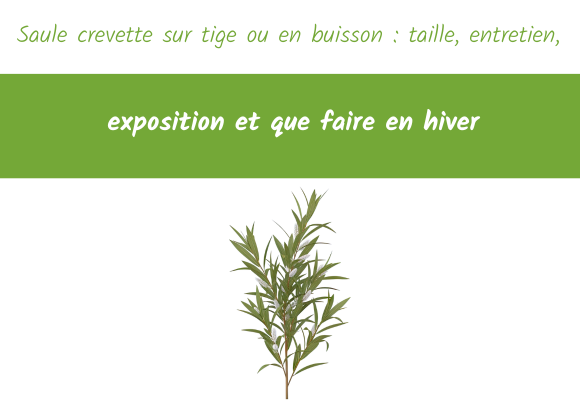 Saule crevette sur tige ou en buisson : taille, entretien, exposition et que faire en hiver