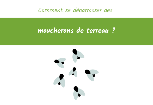 Comment se débarrasser des moucherons de terreau