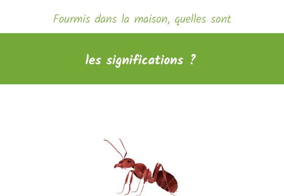 significations-fourmis-maison