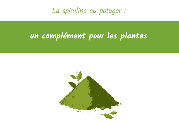 spiruline au potager