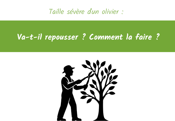 taille sévère olivier conseils
