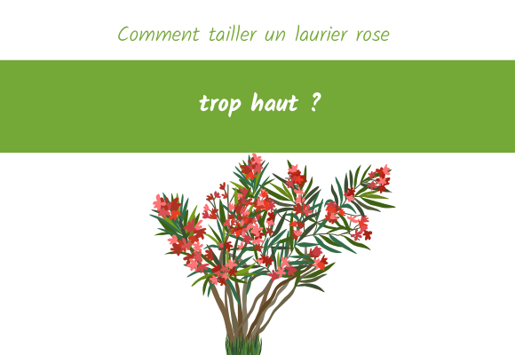 Comment tailler un laurier rose trop haut