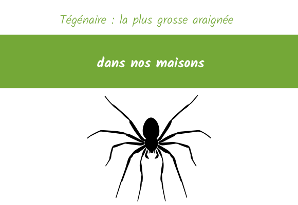 Tégénaire : la plus grosse araignée dans nos maisons