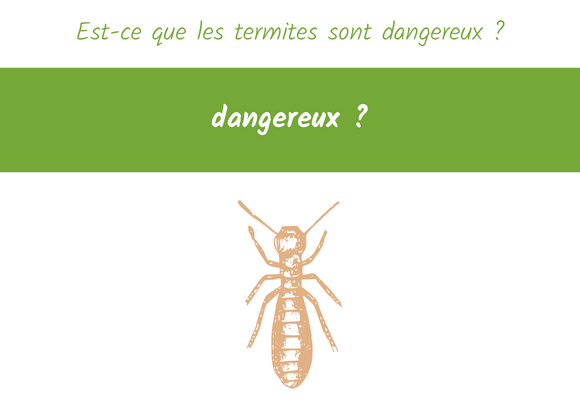 termites est ce dangereux ?