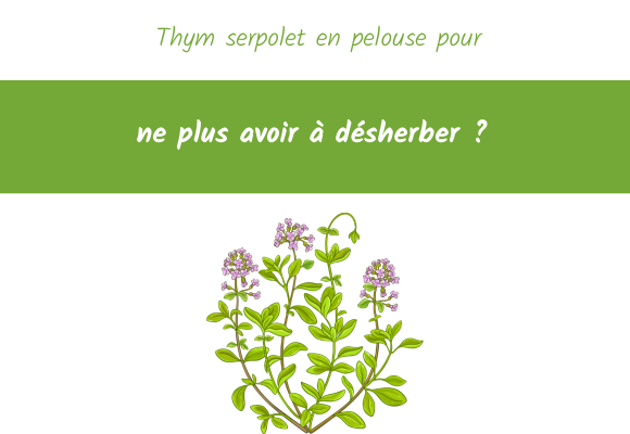 Thym serpolet en pelouse pour ne plus avoir à désherber ?