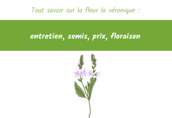 tout-savoir-fleur-veronique