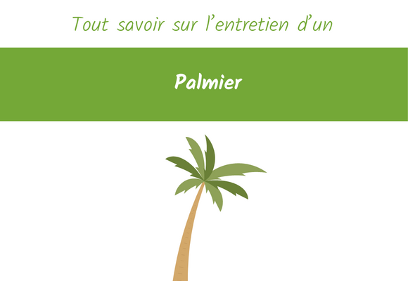 tout-savoir-sur-lentretien-dun-palmier