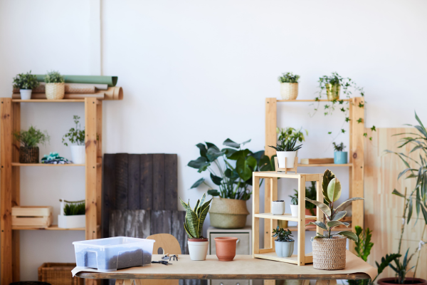 decoration vegetal plante en interieur