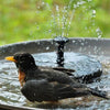 fontaine solaire oiseaux